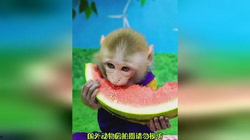猴子吃瓜卡通,卡通猴子吃瓜欢乐时光