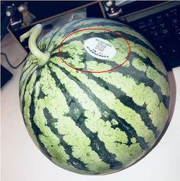 普宁网红吃瓜,揭秘幕后故事与热门话题