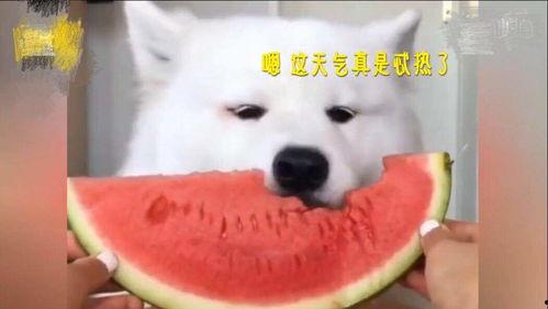 关于吃瓜经典语音,揭秘吃瓜群众的经典语音魅力