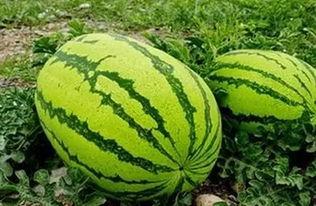 银川视频吃瓜事件,网络热议背后的真相与反思