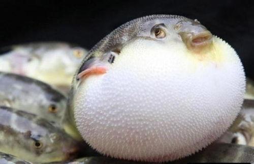 小河豚吃瓜壳,小河豚的瓜壳美食之旅