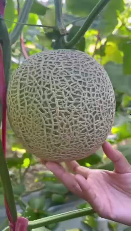 冷冻玲珑蜜瓜怎么吃