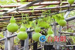 葫芦瓜晒干吃,传统美食的传承与创新