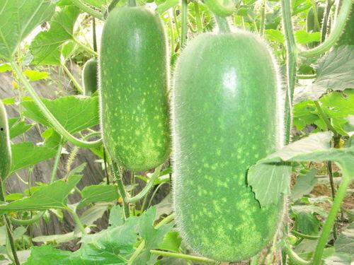 菏医吃瓜,揭秘医疗界的趣味故事与幕后真相