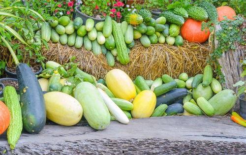 吃瓜吃多了怎么打钱