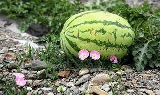 吃瓜q群苏州,揭秘吃瓜群众的欢乐盛宴