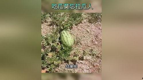 前人种瓜后人吃瓜,传承与发展的智慧轨迹