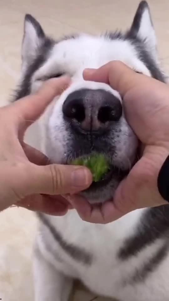 生气情侣吃瓜,一场甜蜜与火药的碰撞